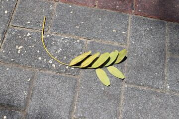 Fallen leaves and flowers on the sidewalk in a city park.