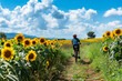 © fahrwasser - Cyclist on path through sunflower field