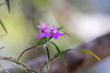 Sticker - Blossom of an Epidendrum centropetalum orchid