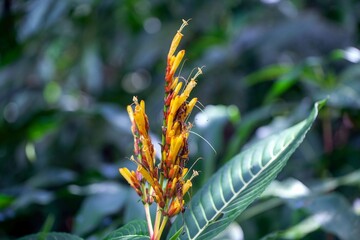 Sticker - Inflorescence of a Sanchezia oblonga