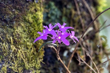 Wall Mural - Blossom of an Epidendrum centropetalum orchid