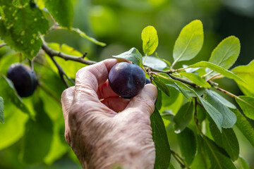 A gardener harvesting damsons from a tree in late summer