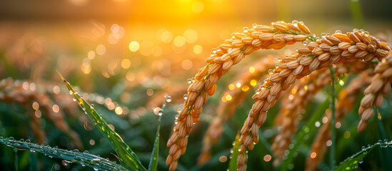 Wall Mural - A field of rice with droplets of water on the leaves. Concept of freshness and growth, as the rice plants are thriving in the sunlight