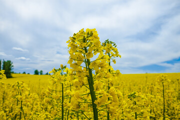 Blooming rapeseed field against blue spring sky. Flowers close up. Yellow-blue nature background.  
