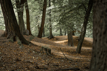 A photo of a forest