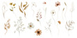 © Veris Studio - Watercolor floral illustration - wildflowers individual element set. Autumn fall dried flowers leaves branches. Wedding invitations prints wallpapers fashion background. Yellow white silver dull.