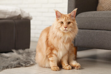 Poster - Maine Coon cat near armchair in bedroom