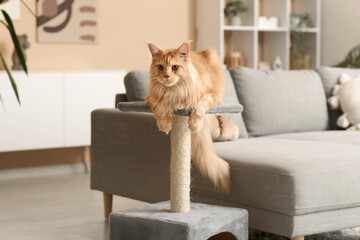 Wall Mural - Maine Coon cat lying on scratching post at home