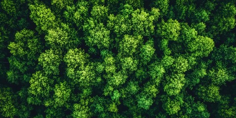 Sticker - Aerial view of a dense forest canopy stretching to the horizon 