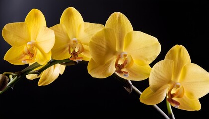 Wall Mural - stem of yellow orchids isolated on black background