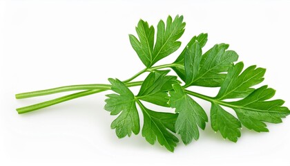 Wall Mural - parsley herb isolated on white background with clipping path full depth of field focus stacking