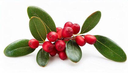 Wall Mural - northern bayberry branch bushes shrub isolated