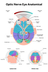 Wall Mural - Optic nerve eye anatomical. Medical information and infographic