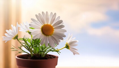 Wall Mural - daisy flower in pot