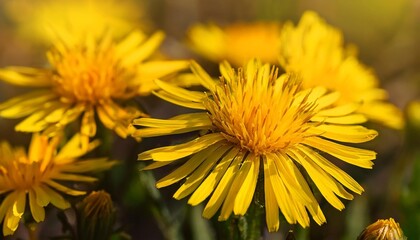 Wall Mural - closeup of hypochaeris radicata also known as false dandelion catsear flatweed an introduced species found here in california