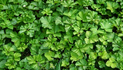 Wall Mural - close up texture background of invasive creeping charlie glechoma hederacea perennial wildflower plants growing in a grass lawn