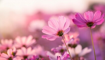 Wall Mural - colorful cosmos flowers closeup pink blur