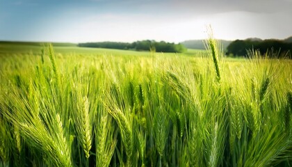 Wall Mural - green wheats in field who is growing without any tares