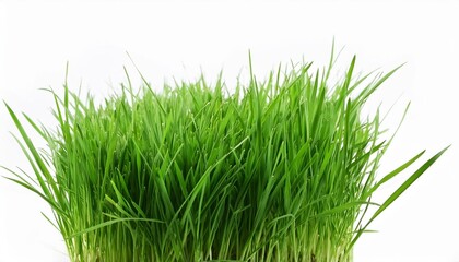 green grass isolated on white background