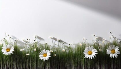 Wall Mural - summer background from the shade of field grass and daisy flowers on a white wall white and black for photo or mockup