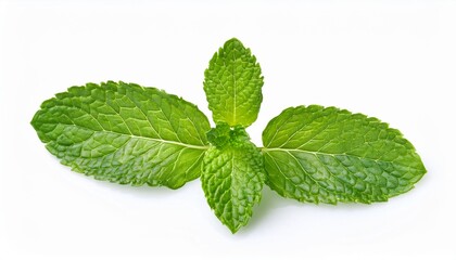 Wall Mural - mint leaves on white isolated background