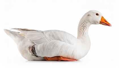 white goose anser anser domesticus isolated on white background