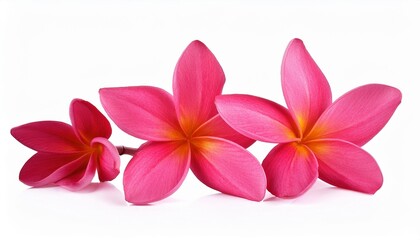 fresh beautiful plumeria rubra pink flower isolated on white background generative ai