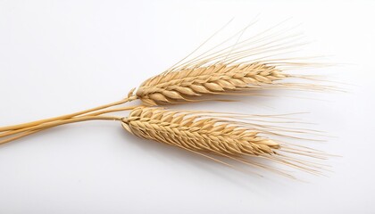 two stalks of wheat on a white background