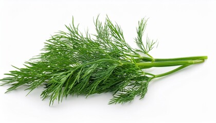 sprig of dill isolated on white background