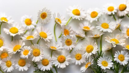 Wall Mural - chamomile daisy flowers floral composition