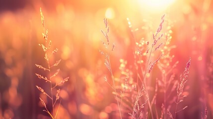 Canvas Print - Golden Hour Meadow