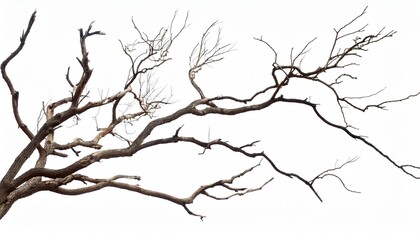 Wall Mural - dry tree branches isolated on white background