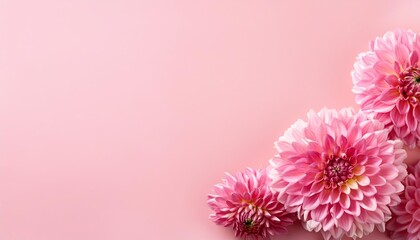 Wall Mural - pink dahlias on pink background with copy space