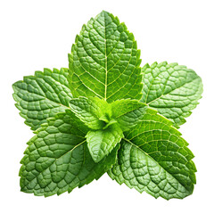 mint leaves isolated on transparent background png