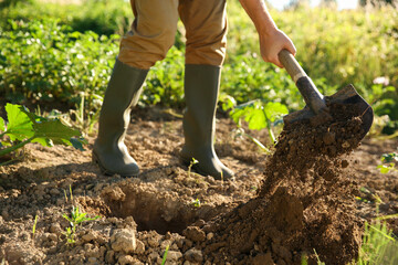 Wall Mural - Farmer digging soil with shovel on sunny day, closeup