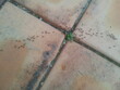 © 세나 박 - ants on the sidewalk / 인도 위의 개미