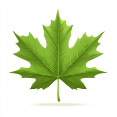 vector graphic of a maple leaf