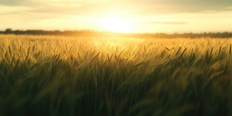 Wall Mural - Serene Sunset over Fields