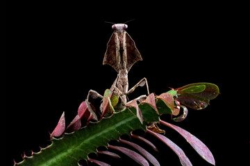 Wall Mural - Dead leaf mantis sitting on flowers, isolated on black background