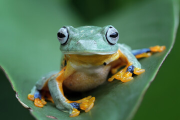 Wall Mural - Javan tree frog on a leaves, flying tree frog, Rhacophorus reinwardtii