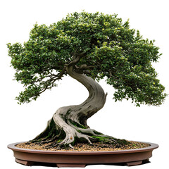 Wall Mural - Elegant Bonsai Tree - High-Resolution Image of Curved Trunk and Lush Foliage