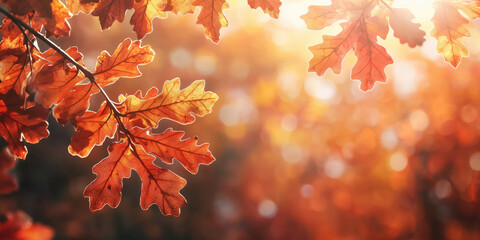Wall Mural - Closeup of autumn oak leaves, autumn background