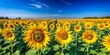 © Jane Studio - Vibrant sunflower field in full bloom with rows of tall yellow flowers under a clear blue sky, sunflower, spectacle, vibrant