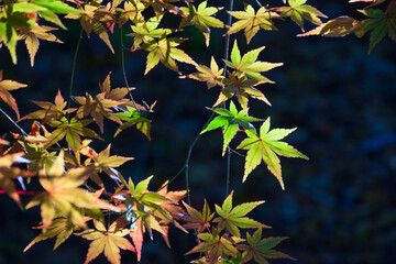 大町公園　美しい紅葉ともみじ（大町自然観察園）　背景素材　コピースペースあり　（千葉県市川市）