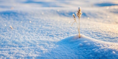 Wall Mural - Dry grass poking through snow in a frozen meadow during winter season, snow, meadow, winter, grass, dry, frozen, nature, cold