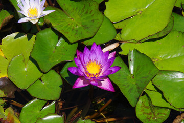 Sticker - Beautiful purple Waterlily on a Pond