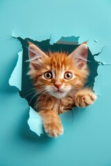 Poster - Adorable ginger kitten peeking through a torn blue paper.