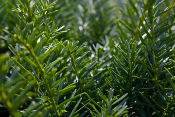 Wall Mural - Taxus baccata close up. Green branches of yew tree(Taxus baccata, English yew