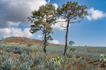 en el campo de agaves hay dos árboles grandes.