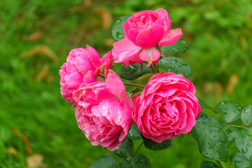 Wall Mural - Blooming red rose bud with raindrops close up
